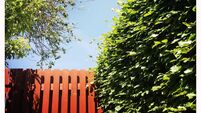 Red Fence
