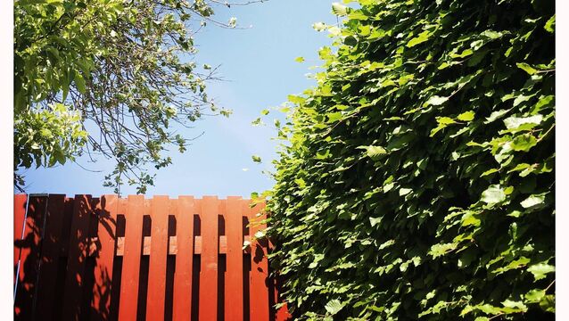 <p>Keep watering your hedge deeply throughout the dry spell and feed it around the base with plant food. File picture</p>