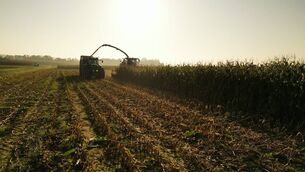 <p>The harvest of wholecrop cereals will start soon and crops are pretty variable, as some were significantly affected by late drilling and all of the wet weather, writes ruminant nutritionist Brian Reidy.</p>