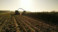 Golden Hour Corn Harvest