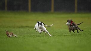 <p>Government spokesperson said hare coursing operated under the 'most tightly controlled regulatory framework of any field in Irish sport'.</p>