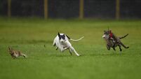 Abbeyfeale Coursing Meeting
