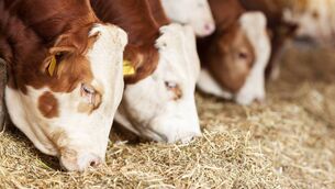 <p>'Cattle supplies have tightened and the finishers have regained more control after one of the toughest spring finishing seasons in years,' explained one supplier this week.</p> <p>'Cattle supplies have tightened and the finishers have regained more control after one of the toughest spring finishing seasons in years,' explained one supplier this week.</p>
