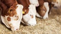 Cows Feeding