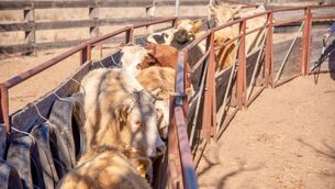 <p>In the longer term, it is probably Australian beef that will most threaten Ireland’s dominant share of beef imported into the UK.</p>