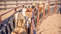 Grass fed beef cattle steers being loaded from stock yard onto truck