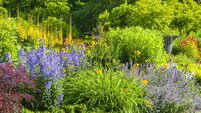 Colorful garden