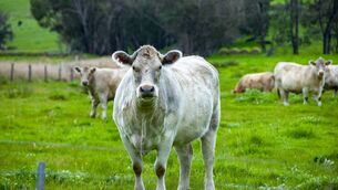 <p>BSE still costs EU member states millions of euros for surveillance against the livestock disease.</p> <p>BSE still costs EU member states millions of euros for surveillance against the livestock disease.</p>