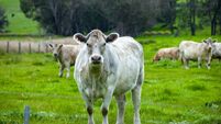 Murray Grey Cattle