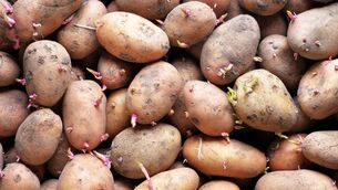 <p>Up to 2021, about 30,000 tonnes of GB seed potatoes were exported each year into the EU, principally from Scotland, with a similar amount of EU seed potatoes imported into the UK.</p> <p>Up to 2021, about 30,000 tonnes of GB seed potatoes were exported each year into the EU, principally from Scotland, with a similar amount of EU seed potatoes imported into the UK.</p>