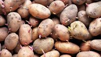 Sprouting seed potatoes ready for planting background.