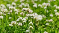 Field of White Clover Blooms