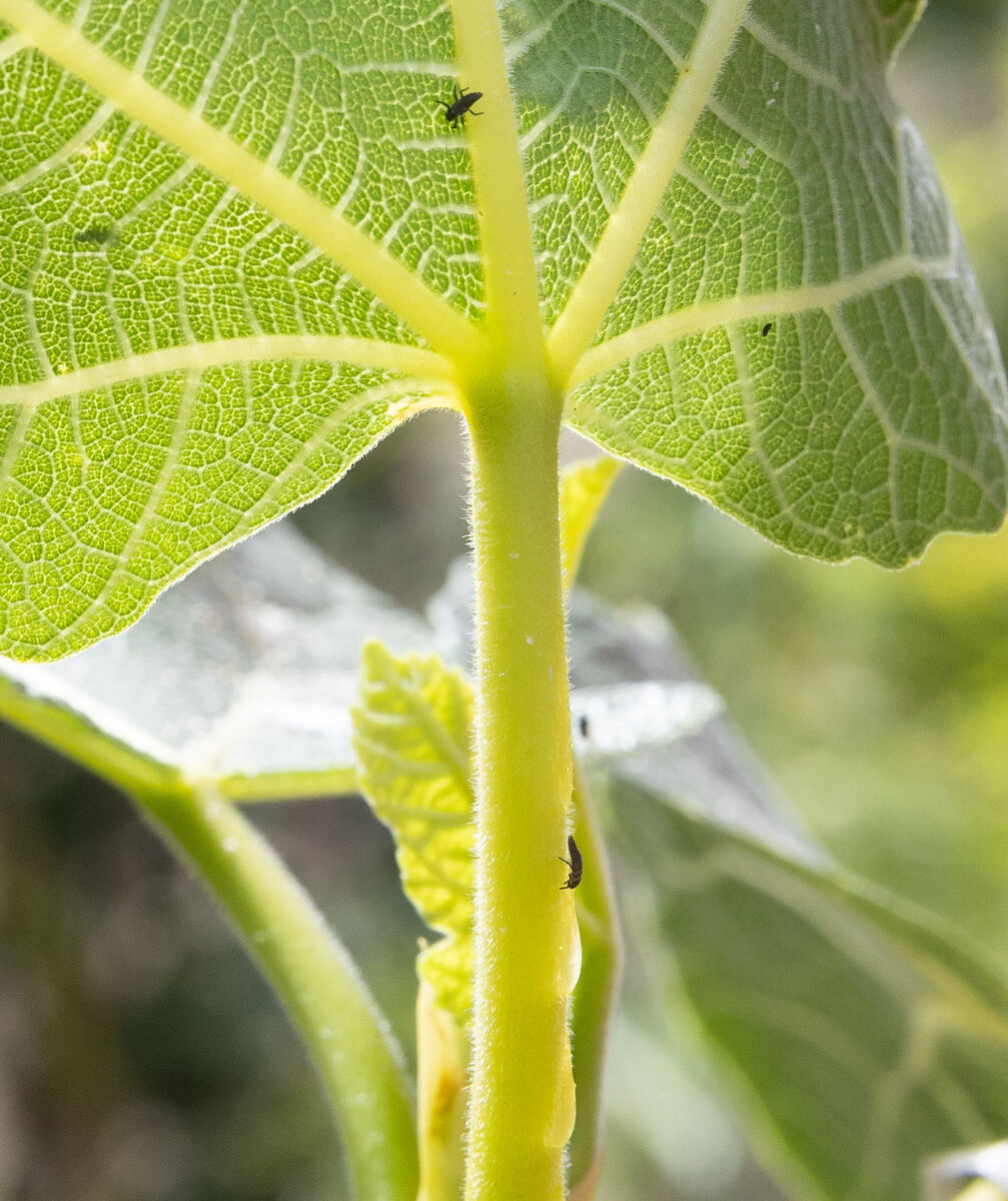 'Over the course of the cycle between being a larva and an adult, a single ladybird could eat 80,000 aphids, which is a phenomenal amount.' 'Over the course of the cycle between being a larva and an adult, a single ladybird could eat 80,000 aphids, which is a phenomenal amount.'