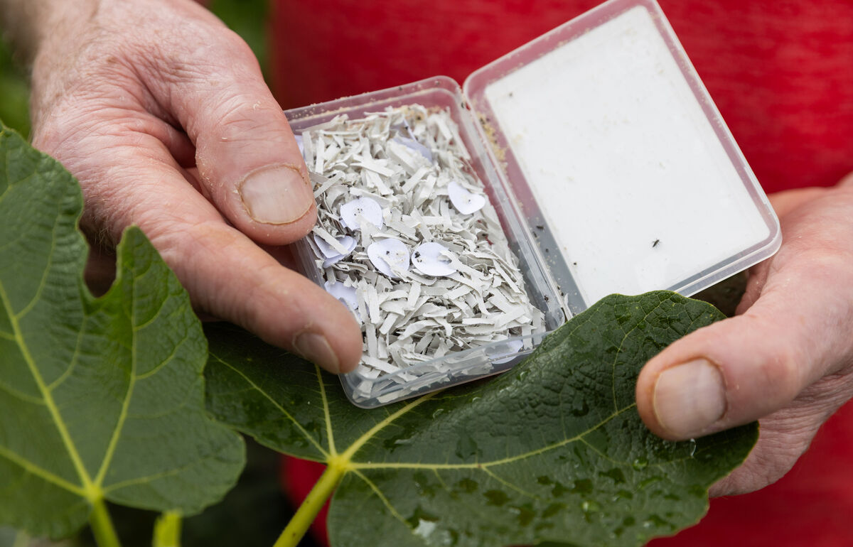 'You’ll see them in the container when you get them, but you won't be able to see them growing. What you will notice is that over time, the population of ladybirds in your garden will increase.' 'You’ll see them in the container when you get them, but you won't be able to see them growing. What you will notice is that over time, the population of ladybirds in your garden will increase.'