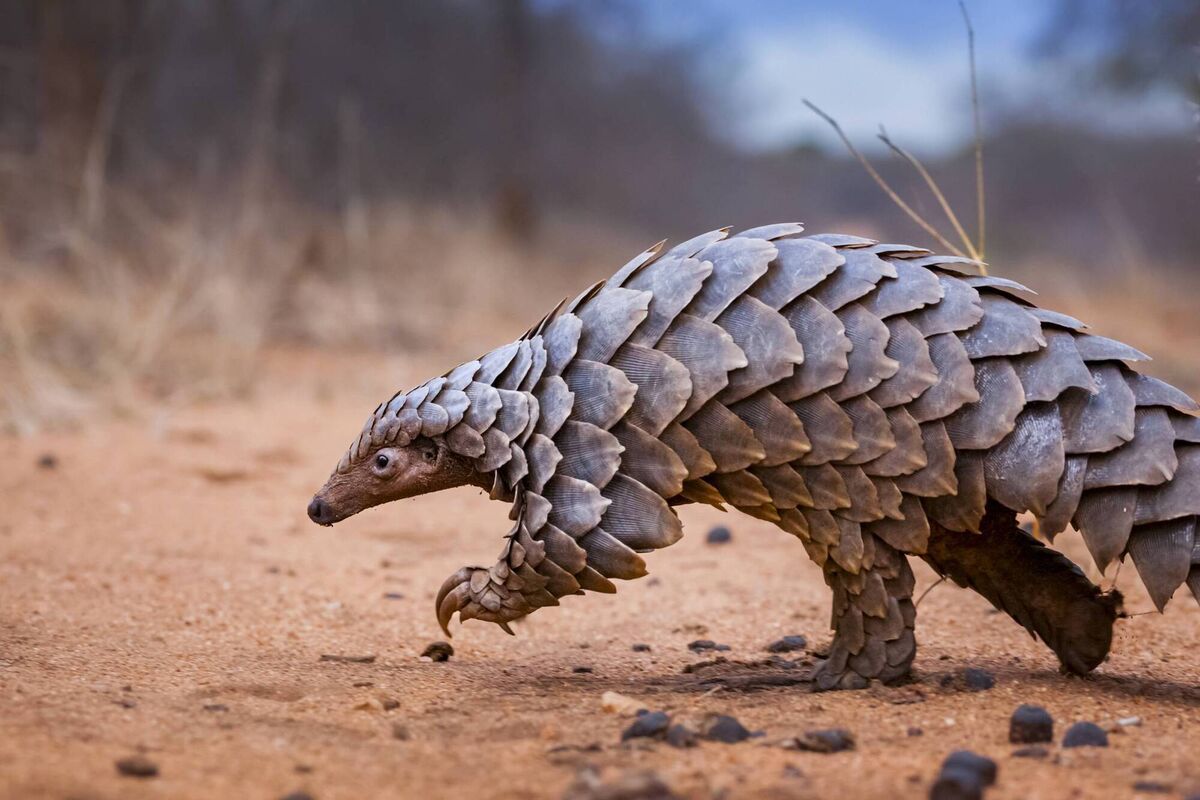 Responsible Travel has launched a new selection of wildlife holidays