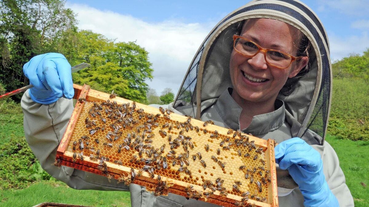 Saving Irish honey bees: ‘I was terrified of bees — now I run a beehive business’