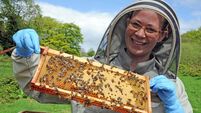 Saving Irish honey bees: ‘I was terrified of bees — now I run a beehive business’
