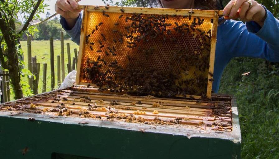 Galtee Honey Farm has 170 hives of honey bees sited in groups called apiaries throughout a 25-mile radius within the Vee Valley. Galtee Honey Farm has 170 hives of honey bees sited in groups called apiaries throughout a 25-mile radius within the Vee Valley.