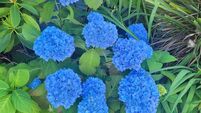 Garden Q&A: Can I change the colour of my hydrangeas by altering the soil?