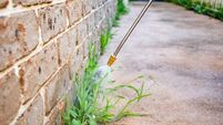 Spraying weed killer herbicide to control unwanted plants and grass on a backyard. Building exterior