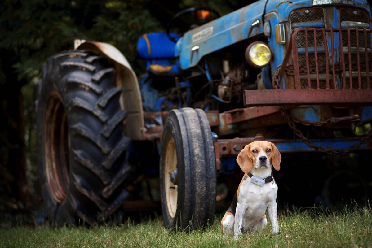 The talents of GPS begin at home. Where you don't have full fencing, or you visit a property without it, a geofence can offer alerts when the dog is in a no-go zone. The talents of GPS begin at home. Where you don't have full fencing, or you visit a property without it, a geofence can offer alerts when the dog is in a no-go zone.