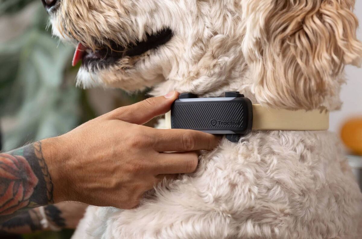 Trackers such as Tractive with health monitoring offer recordable data on sleeping/activity/barking and even scratching, 24/7. Changes in behaviour over time can indicate a health issue that requires your attention. Trackers such as Tractive with health monitoring offer recordable data on sleeping/activity/barking and even scratching, 24/7. Changes in behaviour over time can indicate a health issue that requires your attention.