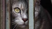 Close up photo of Sharp gaze of a cat's eyes confined within an iron cage, peering out into the world from behind the iron bars.