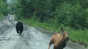 The bear chased the moose calf down the road (Elvia J Malcolm via AP) The bear chased the moose calf down the road (Elvia J Malcolm via AP)