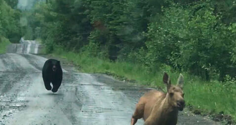 Bear Chases Moose