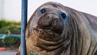 Australia Neil the Seal