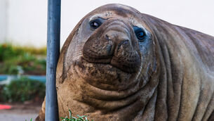 Neil the seal has caused some property damage in Tasmania (Sam Volker Photography via AP)
