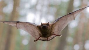 <p>The child was in northern Ontario with his family in 2024 when he woke up and found a bat on his face. </p> <p>The child was in northern Ontario with his family in 2024 when he woke up and found a bat on his face. </p>