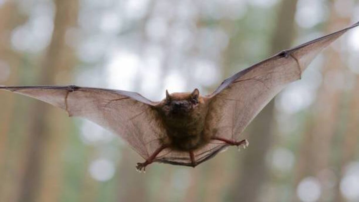 Canadian boy dies of rabies after waking to find bat on his face
