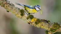 Blue tit (Cyanistes caeruleus) with a caterpillar, Hertfordshire, England