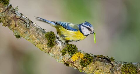 Blue tit (Cyanistes caeruleus) with a caterpillar, Hertfordshire, England