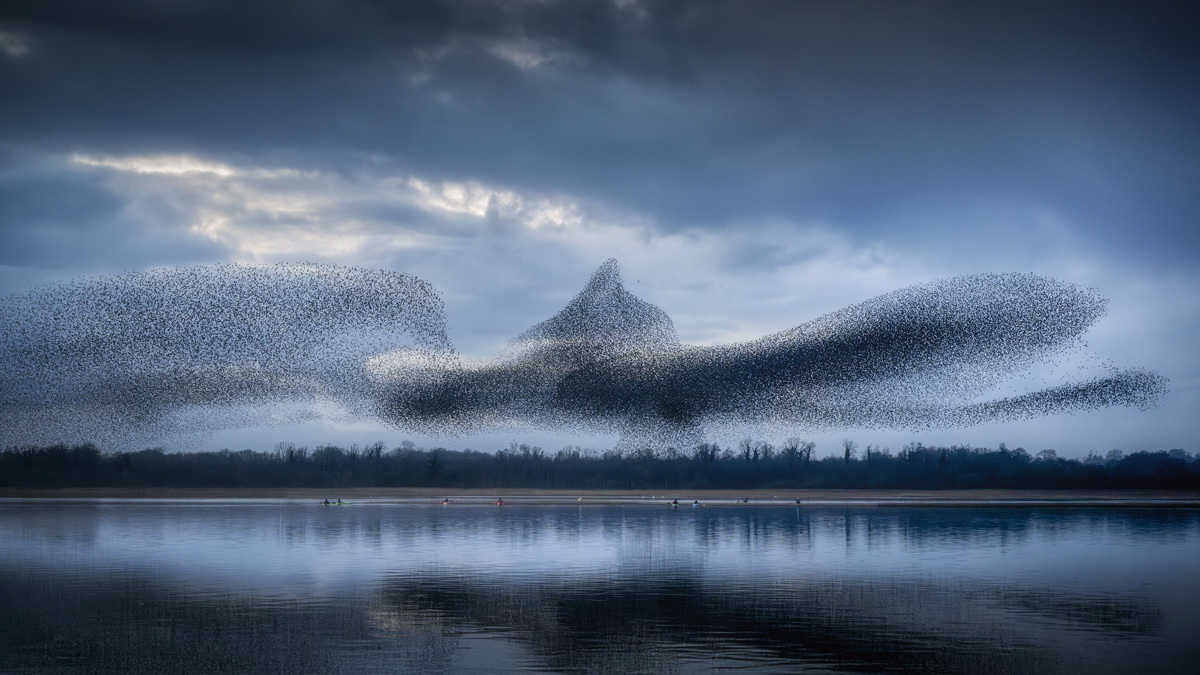Pawel ZygmuntNature DanceLough Ennel, Co. Westmeath
