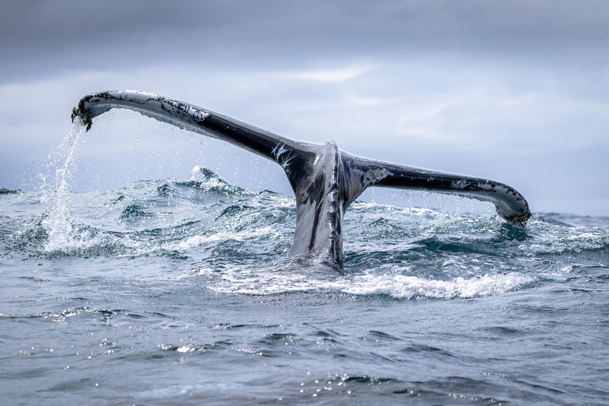 Stephen DunbarHumpback in DingleDingle Bay, Co. Kerry
