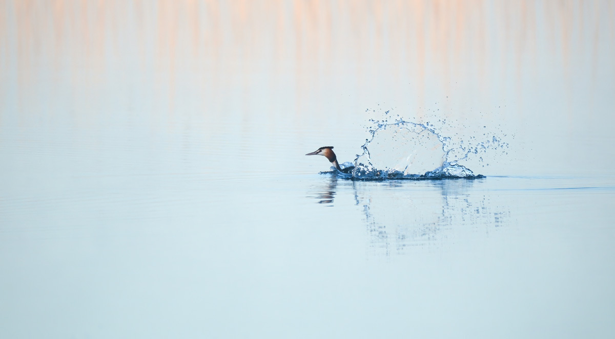 Christine TaylorGreat Crested Grebe in Early Morning Light Lough Ennell, Co. Westmeath