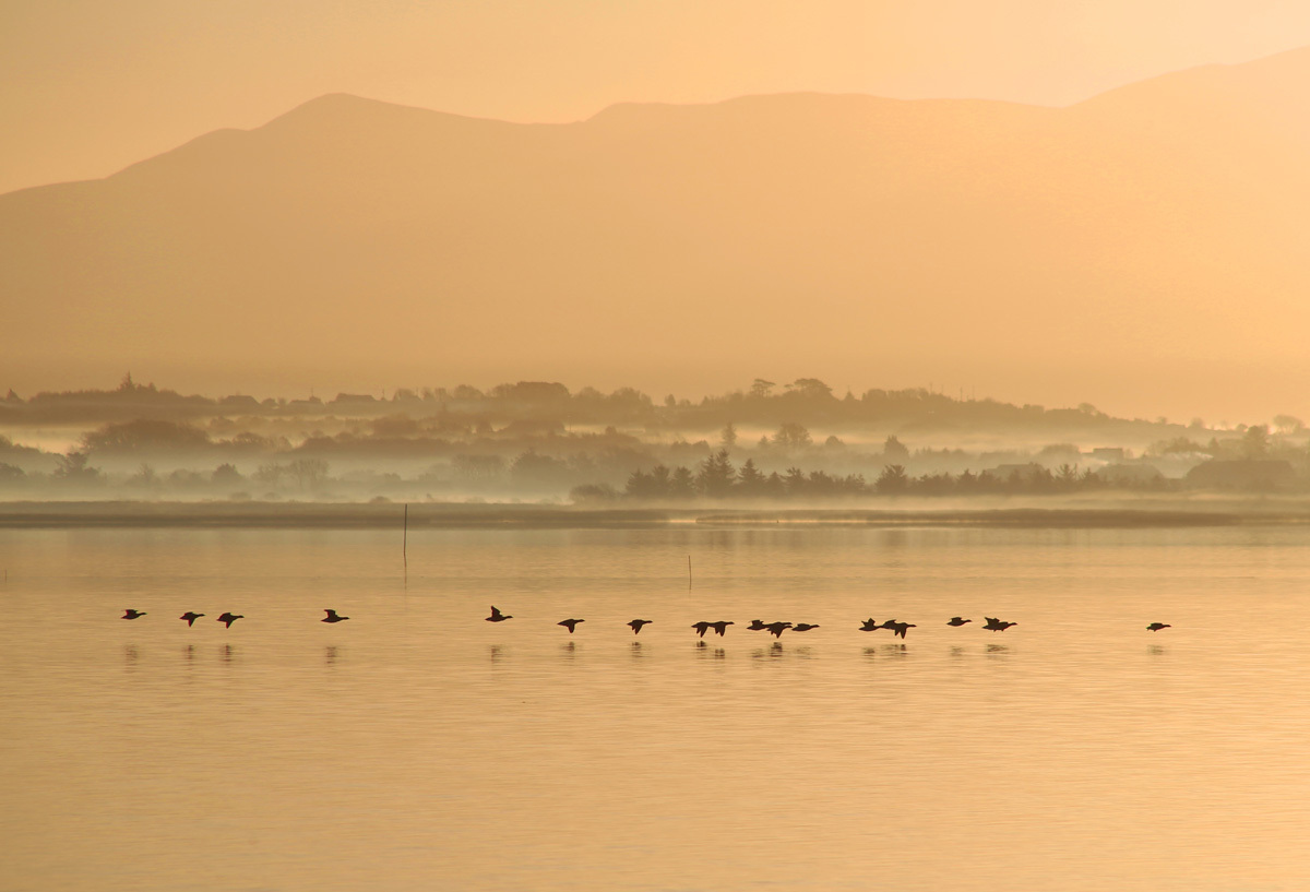Nina Finn-KelceyBrent Geese at DawnCastlemaine Harbour, Cromane, Co. Kerry