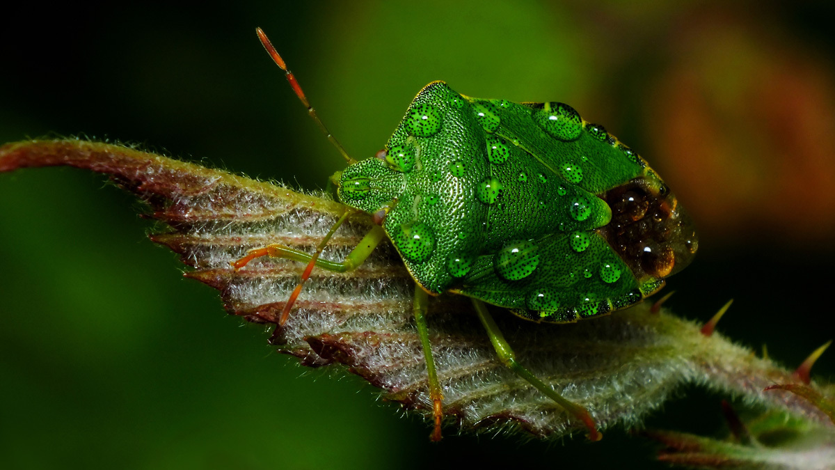 Pat SomersCommon Green Shieldbug Caught Out in a ShowerFerrybank, Wexford Town, Co. Wexford
