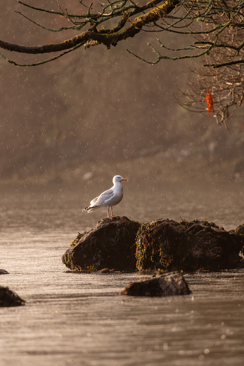 Szymon LandwojtowiczBetween Showers at Lough HyneKelly’s Pier, Lough Hyne, Co. Cork