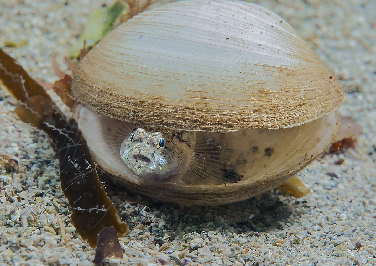 Mark N. ThomasGoby & Clam ShellAughrus Pier, Connemara, Co. Galway