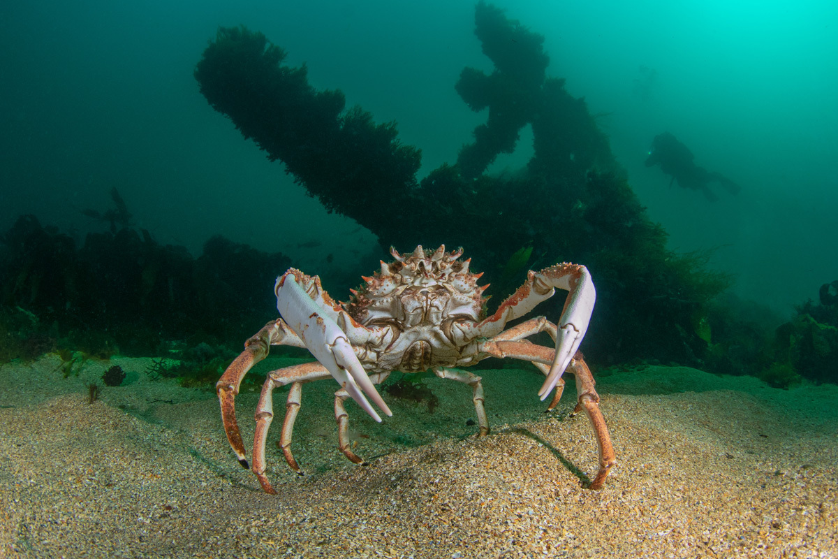 Ivan DonoghueTrinity: Spidercrab, Diver and ShipwreckSaltee Islands, Co. Wexford