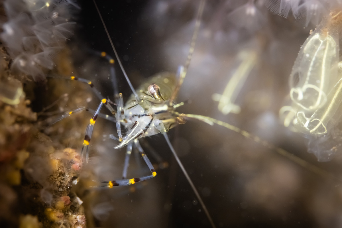 Clive TannerCommon Prawn with Lightbulb Sea SquirtsNew Quay, Co. Clare
