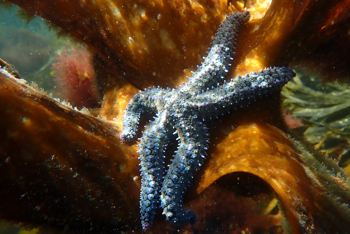 Julia CooperSpiny Starfish, Marthasterias Glacialis, in the Kelp ForestTrafrask, Bantry Bay, Co. Cork
