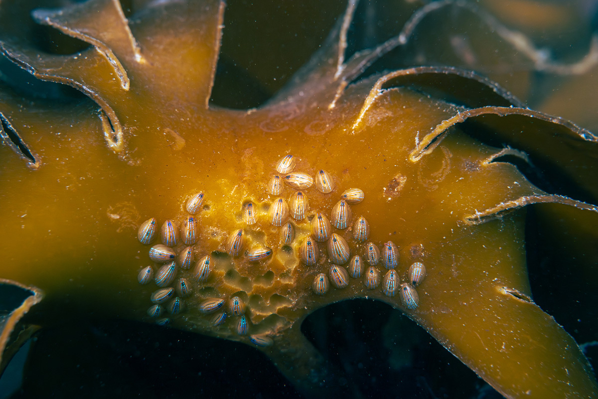Kai WillmottThe Finer Details of Marine LifeGarrarus Beach, Copper Coast, Co. Waterford