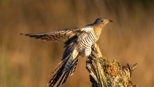 <p>The cuckoo's prime habitats in Ireland include Killarney, Connemara, Donegal, the Burren and Wicklow.</p>