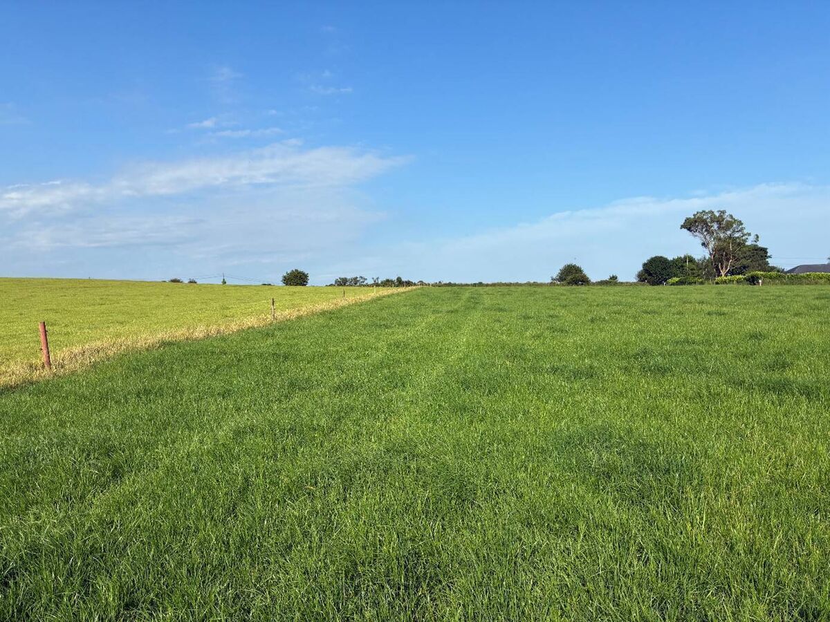 Grazing paddocks. Picture: Denis Hickey. Grazing paddocks. Picture: Denis Hickey.