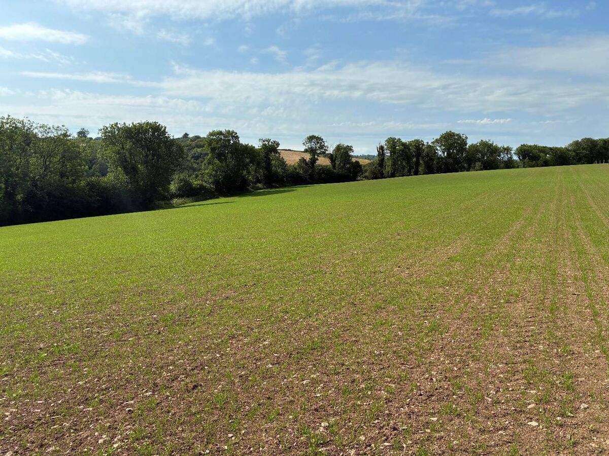 Recently reseeded paddock. Picture: Denis Hickey. Recently reseeded paddock. Picture: Denis Hickey.