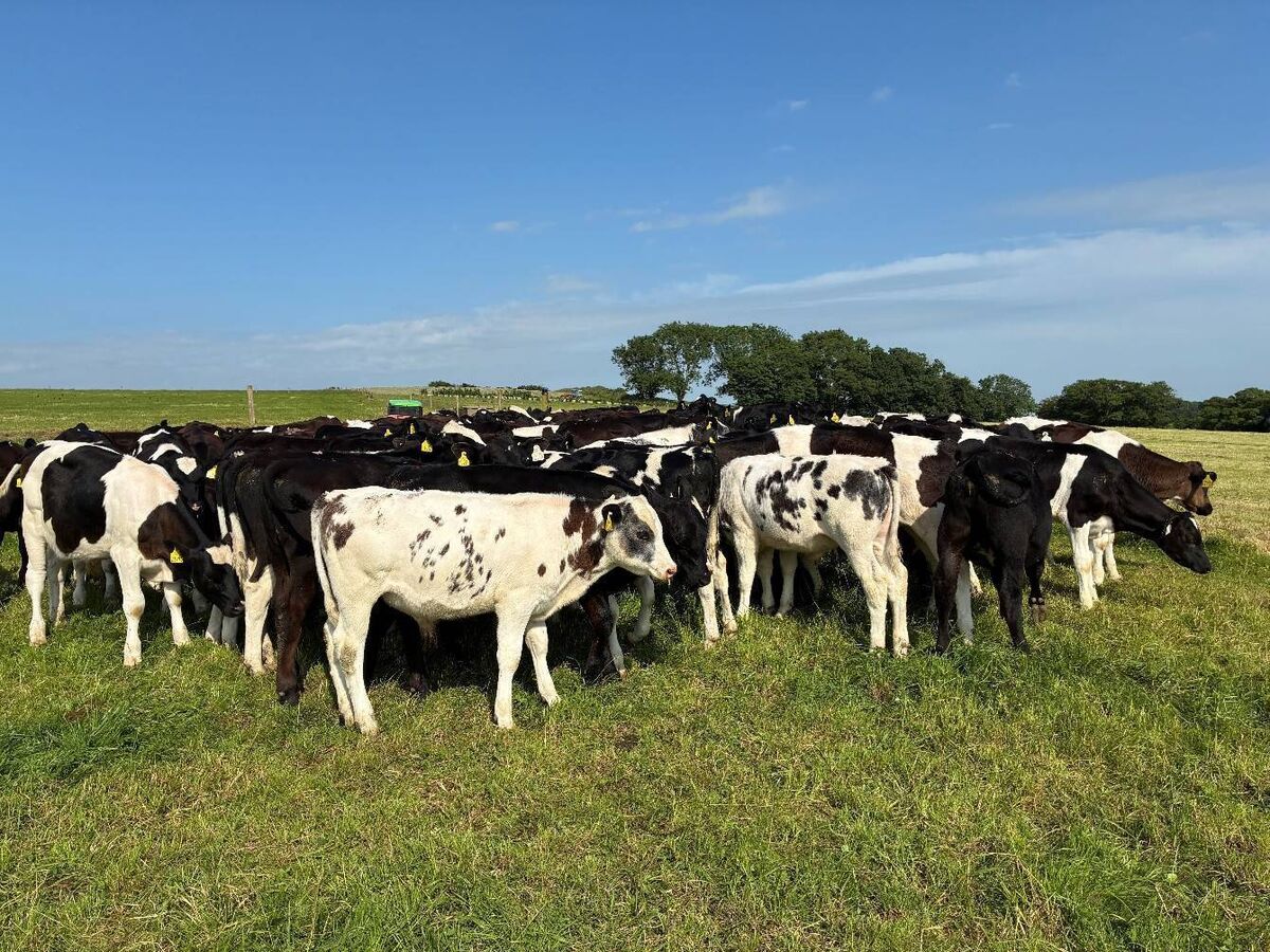 Main group of calves. Picture: Denis Hickey. Main group of calves. Picture: Denis Hickey.